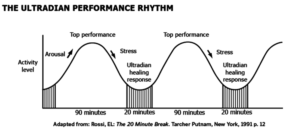 Ultradian Rhythms